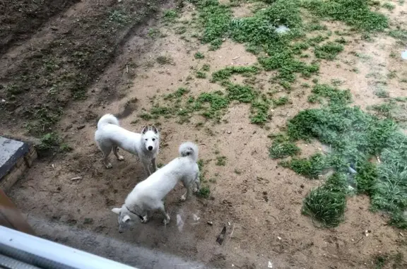 Найдена белая собака в пос. Левашово, СПб