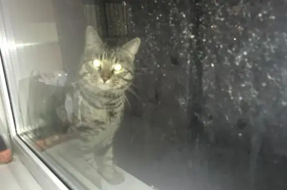 Найден домашний кот на ул. Оптиков, 35к1