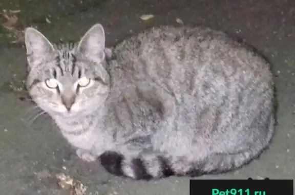 Найдена кошка на Аминьевском шоссе, дом 12