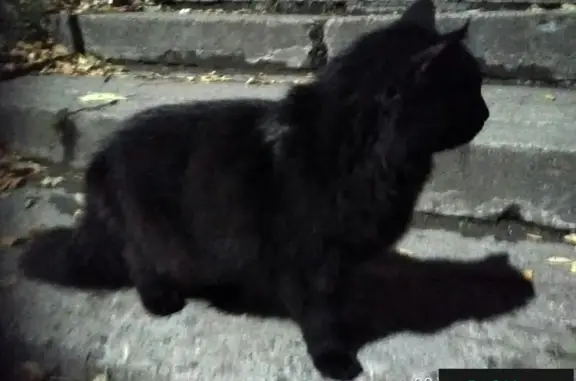 Найдена кошка в Петрозаводске на Советской 27