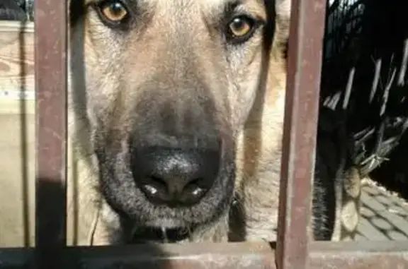 Найдена собака в Восточном, Курган