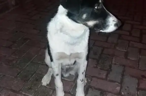 Найдена собака на улице Фрунзе 2