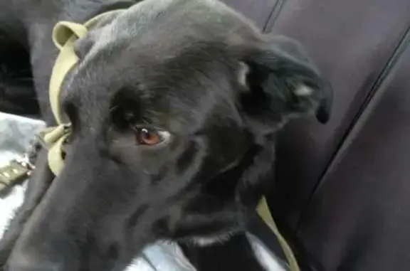Найдена собака на ул. Торосова (Абакан) с переломом бедра