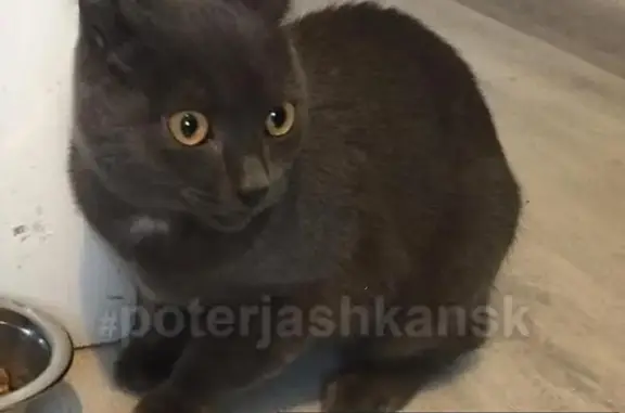Найден домашний кот на улице Народная