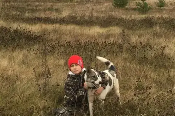 Собаки потеряшки, Тоншаево, фото: Потеряшка щенок Боня в Тоншаево, Нижегородская область