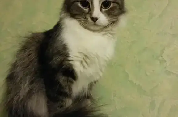 Кошки потеряшки, Тамбов, фото: Потеряшка кошка в районе магазина 