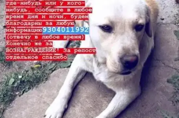 Пропала собака Каспер на улице Фрунзе, Борисоглебск