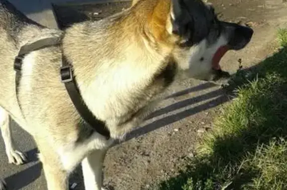 Собака найдена в Калининграде на ул. Ген. Челнокова