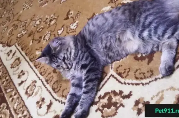 Пропала кошка на Комсомольском проспекте, д.40 - photo