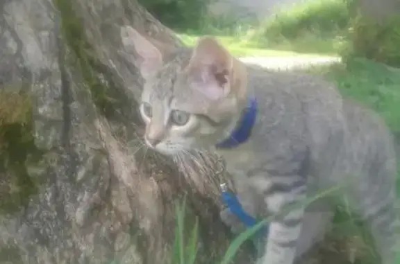Пропала кошка Плюха на 50 лет Октября, Тверь