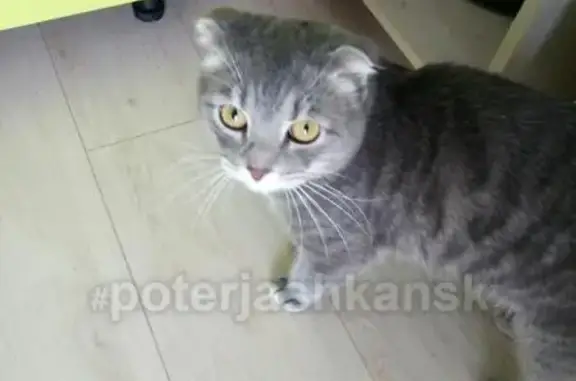 Найден домашний кот на Степной улице в Ленинском районе Новосибирска