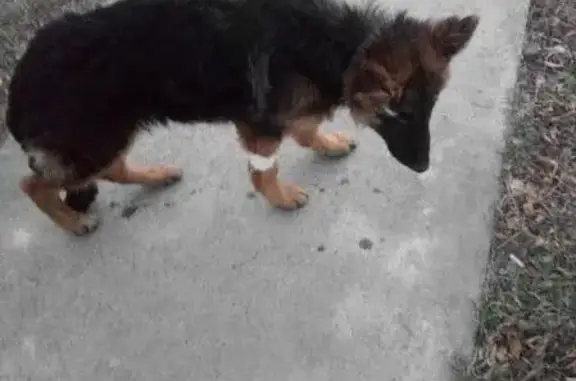 Найден щенок немецкой овчарки в Каштаке