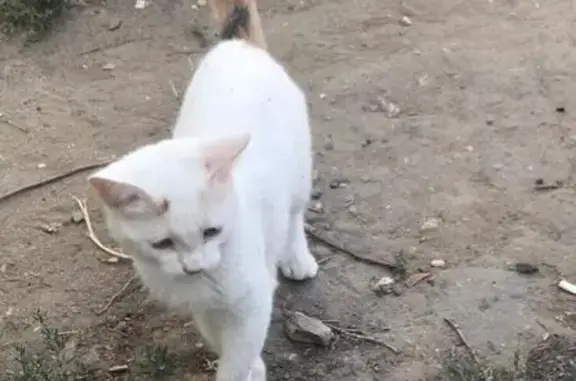 Пропала белая кошка в Новоузенске, Саратовская область