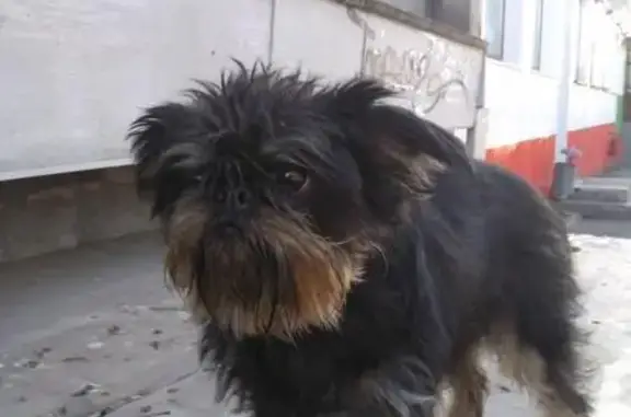 Найдена собака в Мурманске на ул. Первомайской