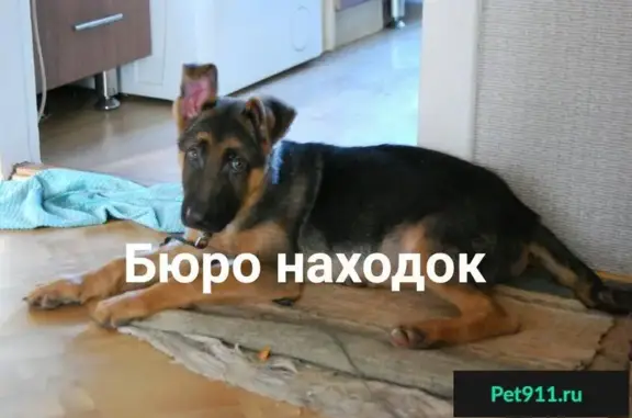 Найден щенок немецкой овчарки в Архангельске
