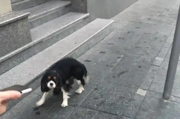 Найдена собака на Садовнической, БЦ Аврора Парк