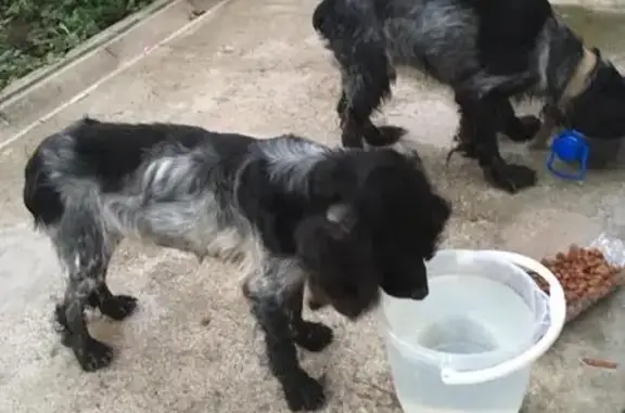 Найдены две собаки у Сенгилеевского озера в Ставропольском крае