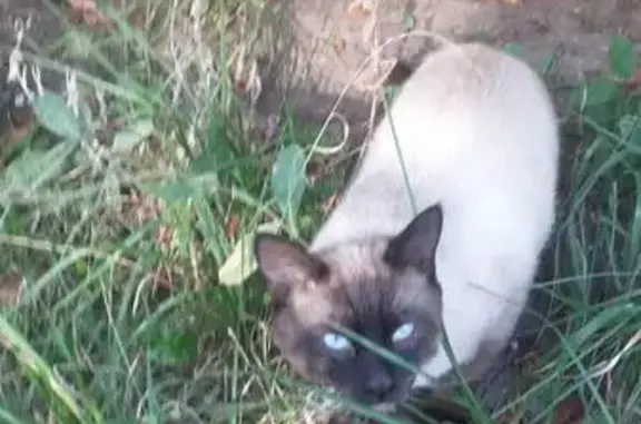Найден кот в Новокосино, метис сиамского окраса