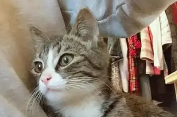 Найден котенок в Стрельне, Петродворцовый район