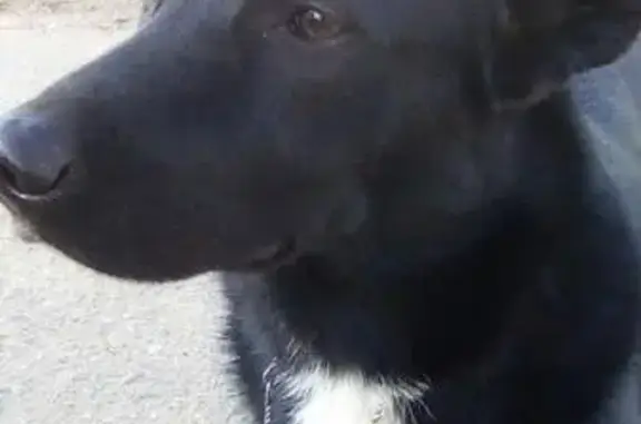 Пропала собака на Московской улице в Кирове