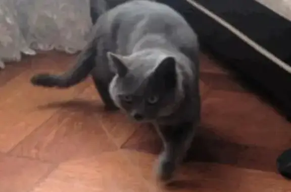 Найден серый кот на Новокосинской улице