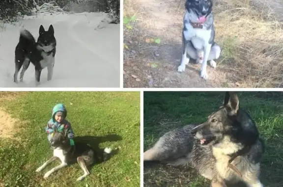 Собаки потеряшки, Томск, фото: Потеряшка собака в Заварзино, Томск