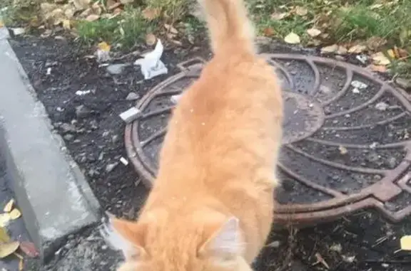 Потерянный рыжий котенок возле парка Маяковского в Екатеринбурге
