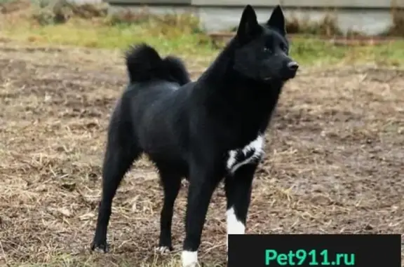 Пропала собака в Рыбинске, черная с белыми лапами и грудкой, отзывается на Даргона