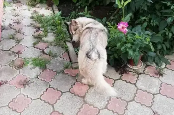Пропала собака Челси в Лениногорске, Республика Татарстан