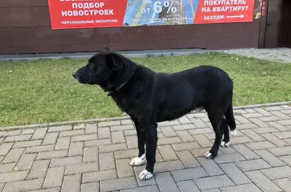 Найдена собака на ул. 10 лет Октября, 17А