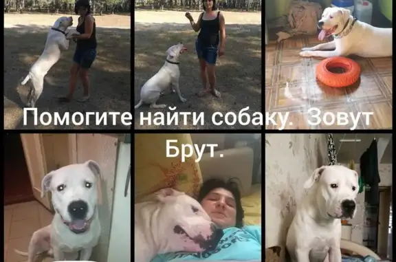 Пропала собака в Ленинском районе, вознаграждение 50 000р.