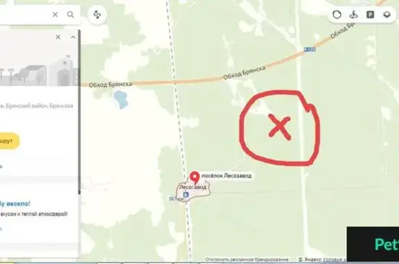 Собаки потеряшки, Свенское, фото: Потеряшка собака в поселке Лесозавод, вознаграждение гарантировано!