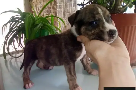 Собаки потеряшки, село Плодородное, фото: Украден щенок американского стаффордшира в Крыму