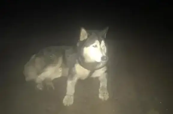 Найдена собака в СНТ Петроградское