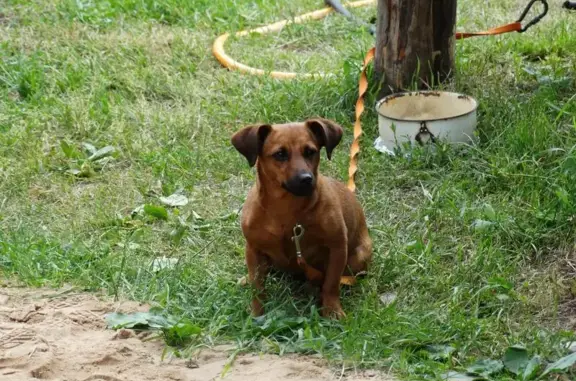 Пропала собака в Бабаево, ул. Некрасова - помогите найти!