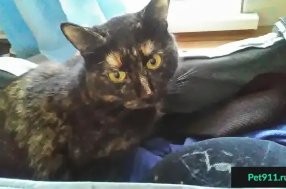 Кошки потеряшки, Тамбов, фото: Потеряшка кошка Марфа, ул. Социалистическая, 3Б