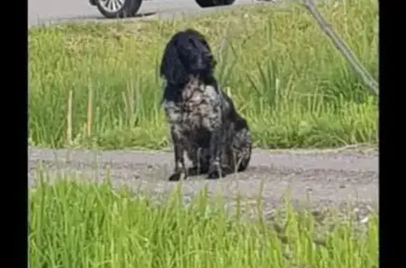 Пропала собака в Сарове, русский спаниель, откликается на Дон
