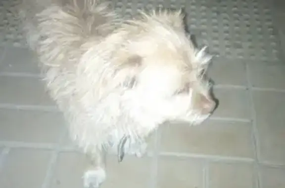Собака найдена на Черкасской ул. 135 в Краснодаре