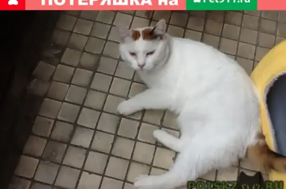 Пропала кошка, выпала из окна в Пушкино