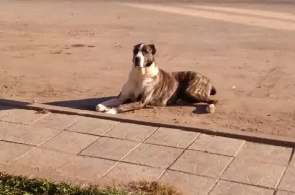 Найдена собака в Звенигороде, ищем хозяев