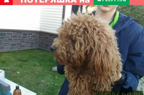 Найдена собачка в Яме, Домодедово!