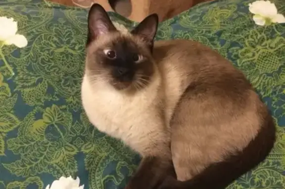 Потерянные животные Пермь, фото: Пропал кот на Юрше 7, Пермь