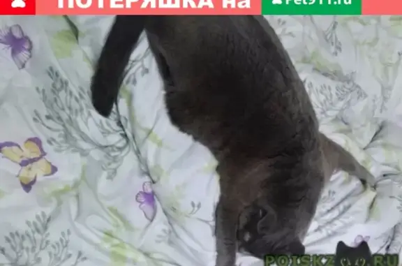 Пропала кошка на Ворошилова, Рыбинск, помогите вернуть!