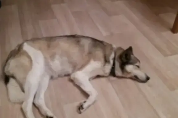 Пропала собака на улице Хлебникова, 39