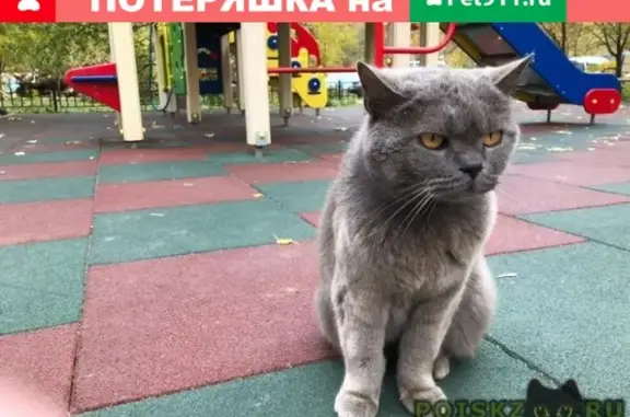 Пропала кошка, найден серый британец в Мытищах