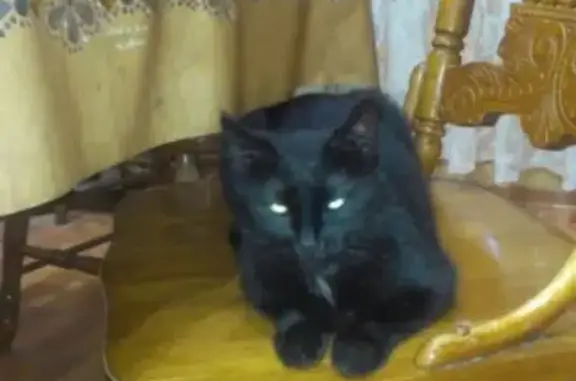 Найдена кошка в Мурманске на улице Капитана Орликовой