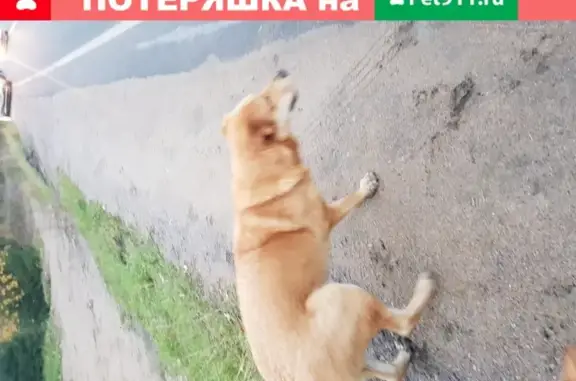 Собака найдена в Токсово, Ленобласть
