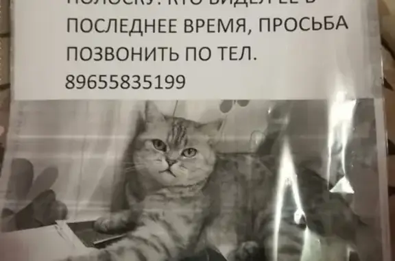 Кошки потеряшки, Нармонское, фото: Потеряшка кошка в Солнечном № 1, Лаишевский район, Татарстан