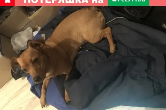 Собака Игривый найдена в Калининграде на Лужской улице