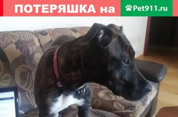 Собаки потеряшки, Калининград, фото: Потеряшка собака на ул. Серова, 1.5 лет, девочка, вознаграждение.
